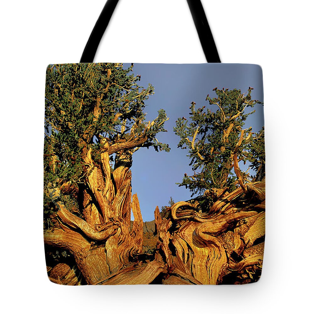 Dave Welling Tote Bag featuring the photograph Giant Ancient Bristlecone Pine Tree Pinus Longeava White Mou by Dave Welling