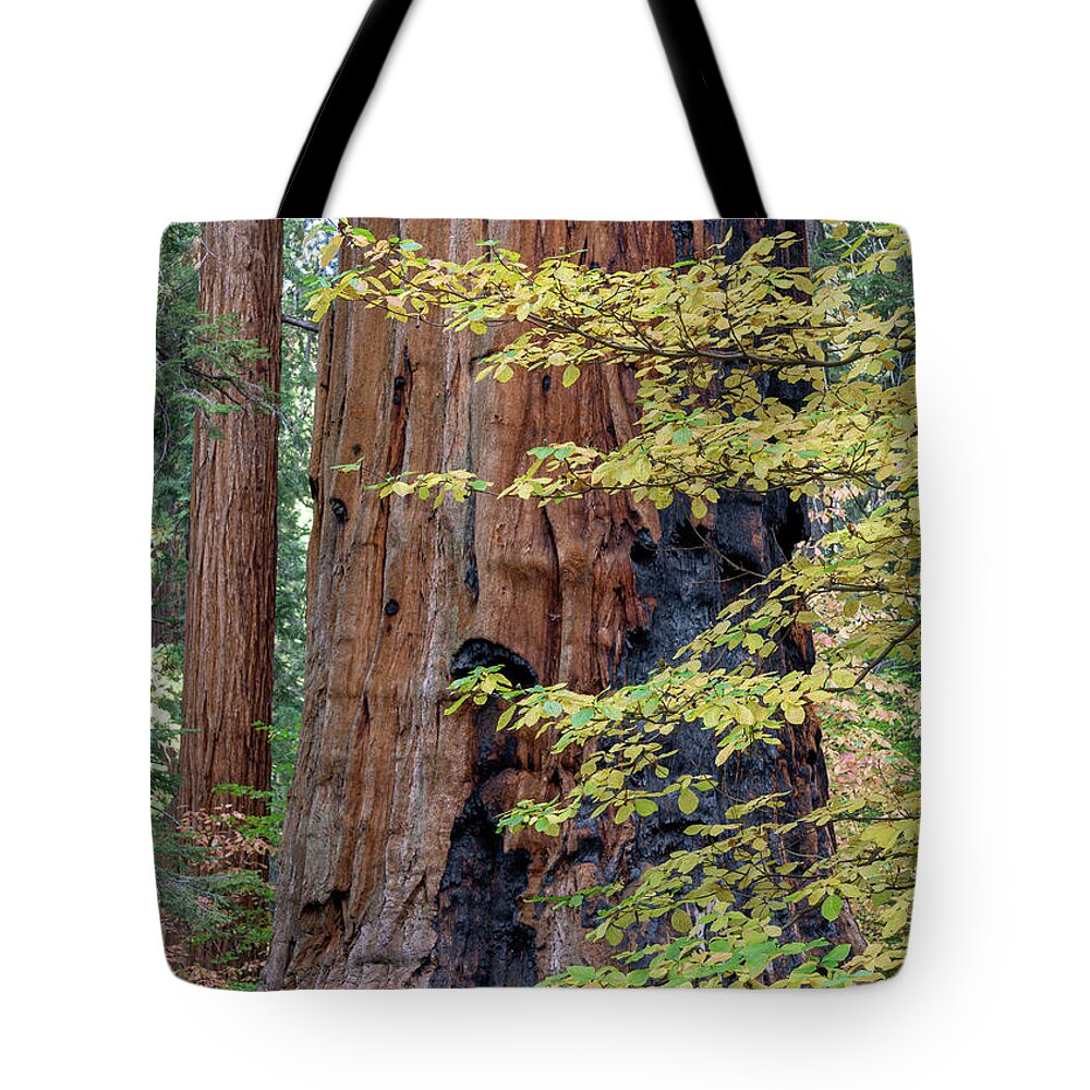 Sequoia National Park Tote Bag featuring the photograph Giant Forest Autumn View by Brett Harvey