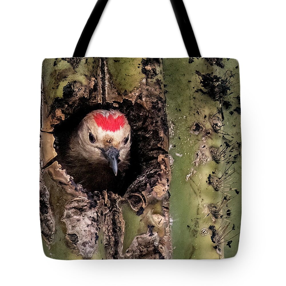 Gila Woodpecker Tote Bag featuring the photograph Gila Woodpecker 6962-031923-3 by Tam Ryan