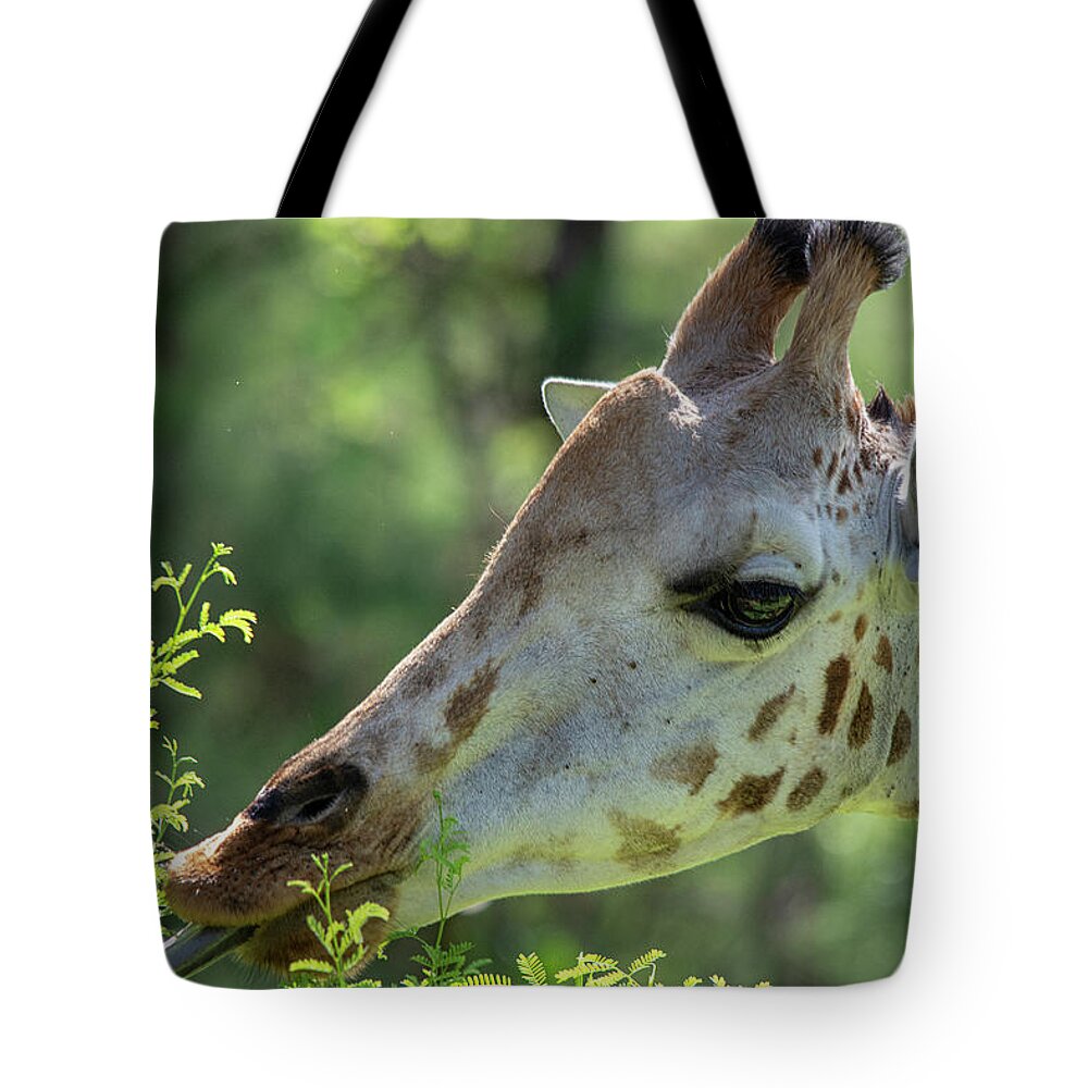 Giraffe Tote Bag featuring the photograph Giraffe browsing on leaves by Gareth Parkes