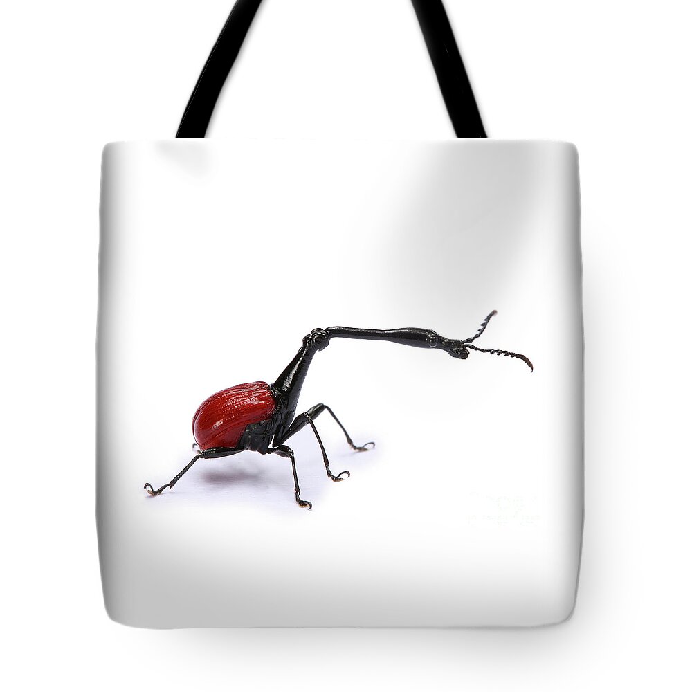 Giraffe Weevil Tote Bag featuring the photograph Giraffe-necked weevil by Warren Photographic