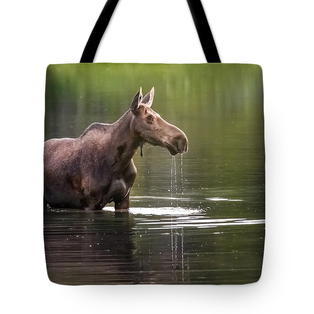  Tote Bag featuring the photograph Glacier Moose by Robert Miller