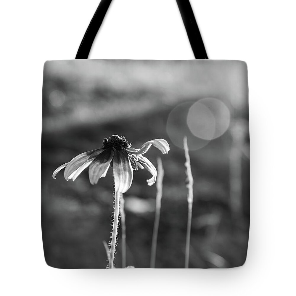 Background Tote Bag featuring the photograph Gloriosa Daisy Reaching For The Sun, Black and White by Jason McPheeters