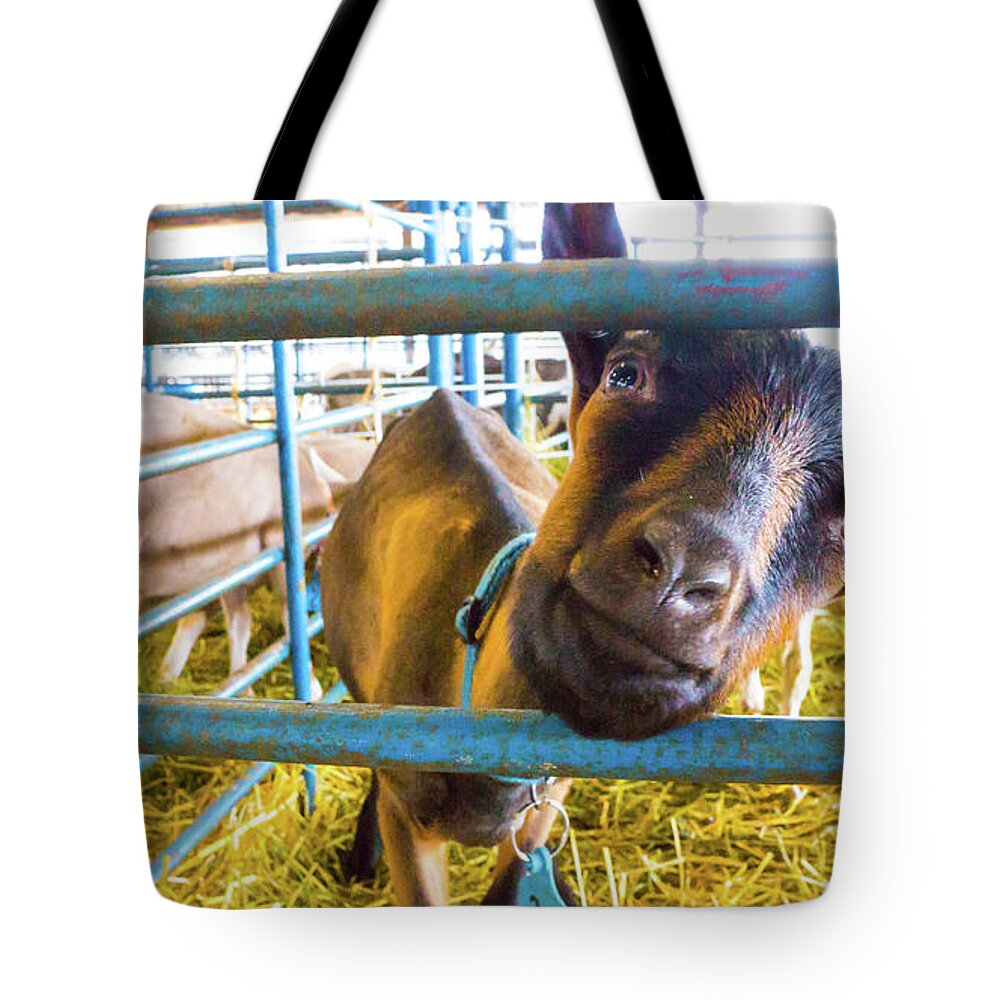 Goat Pen Tote Bag featuring the photograph Goat in a pen by David Morehead