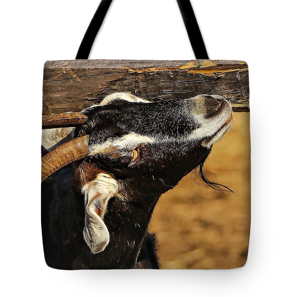 Goat Horns Fence Wood Close Tote Bag featuring the photograph Goat by John Linnemeyer