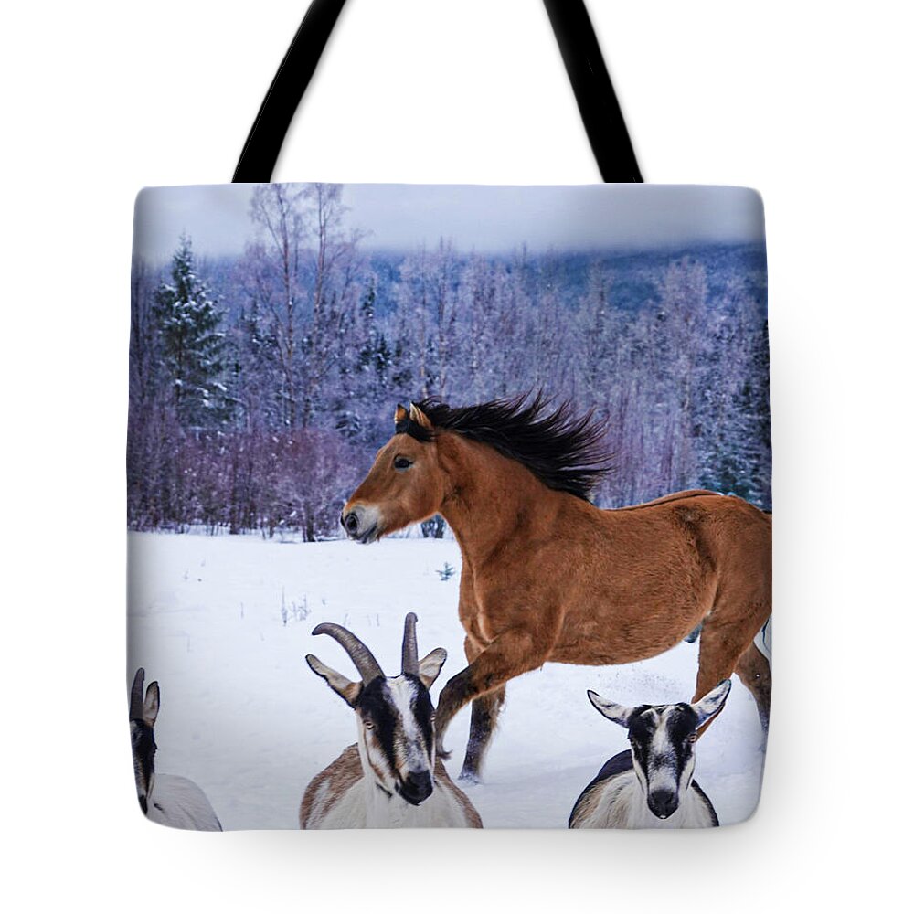 Winter Tote Bag featuring the photograph Goat Theatre by Listen To Your Horse