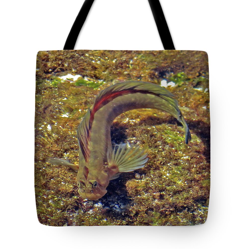 Gobies Tote Bag featuring the photograph Goby by Cindy Murphy