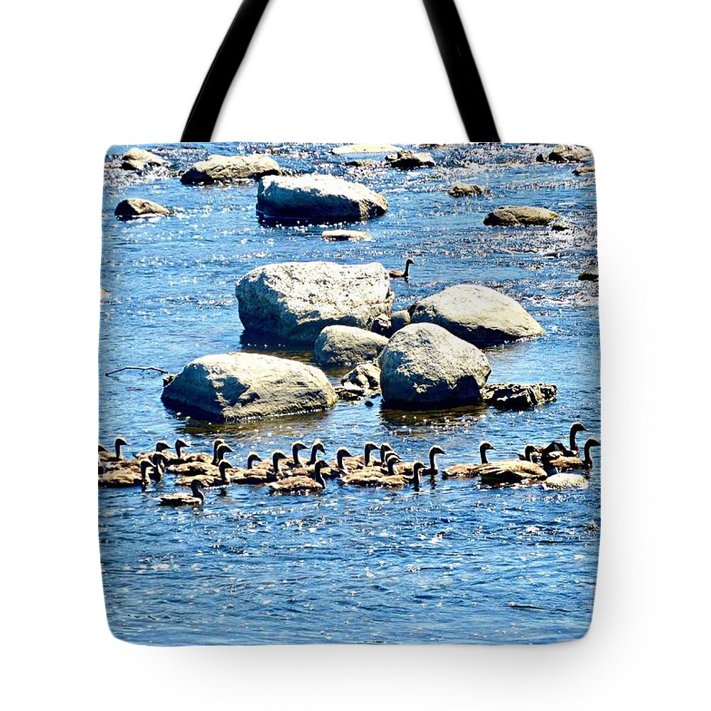 Gese Tote Bag featuring the photograph Going for a swim by Stephanie Moore