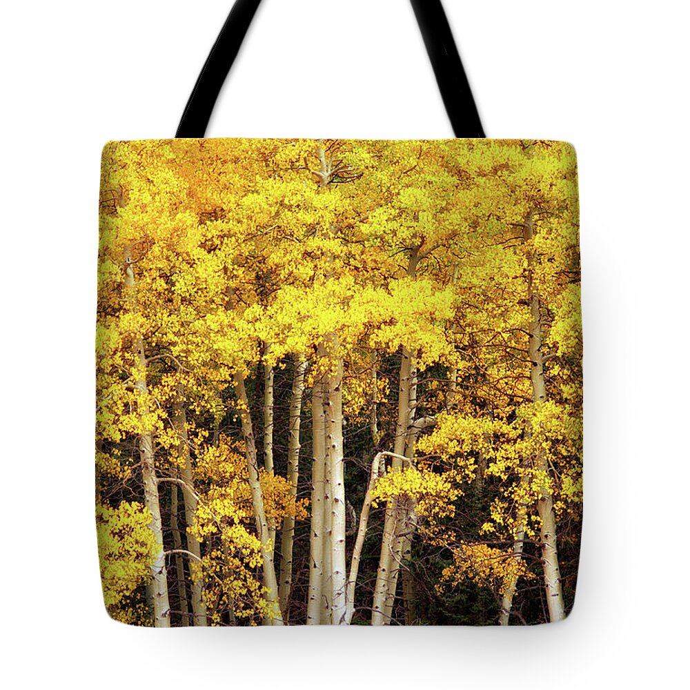 Fall Tote Bag featuring the photograph Gold Aspen Trees by Bob Falcone