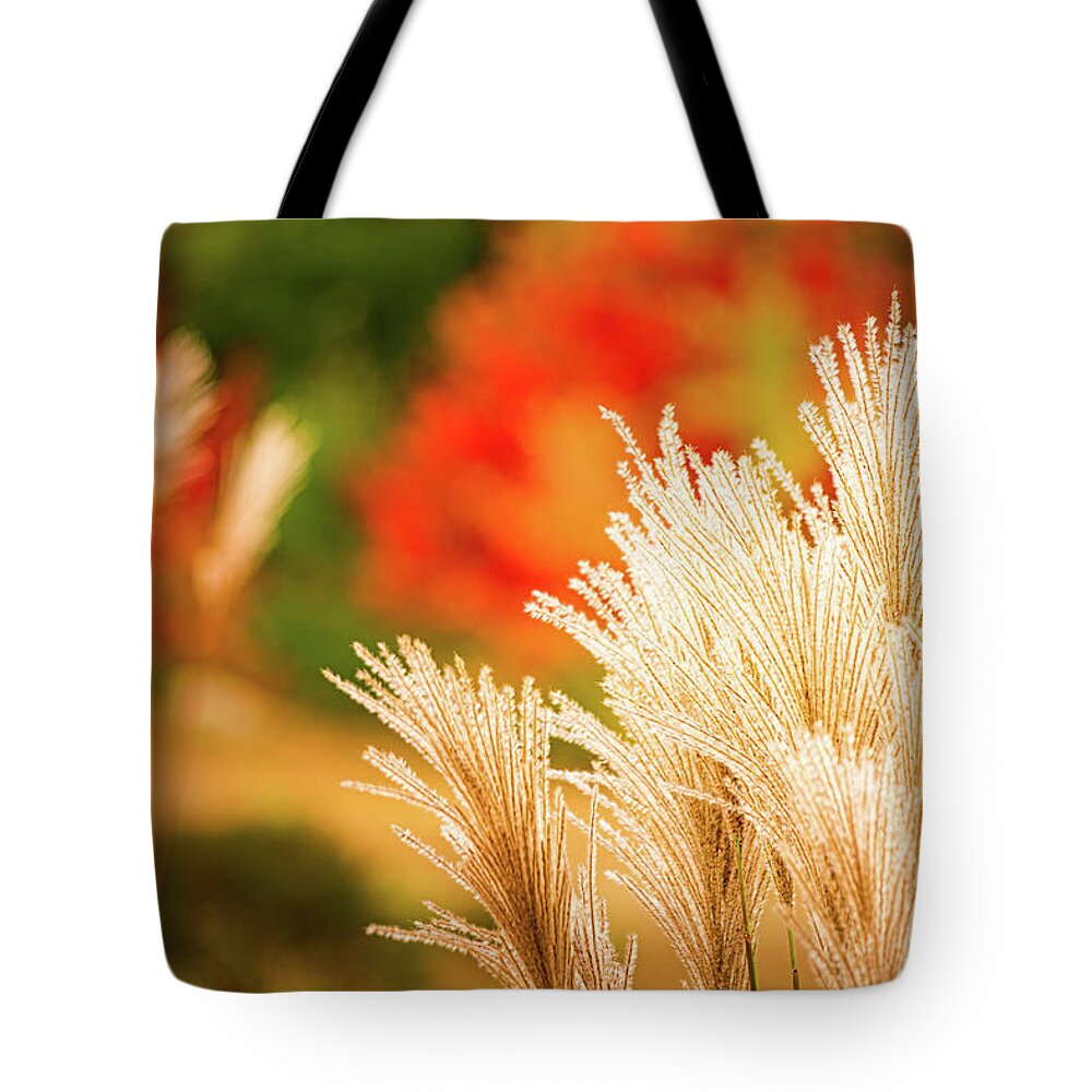 New Hampshire Tote Bag featuring the photograph Golden Autumn Grass by Jeff Sinon