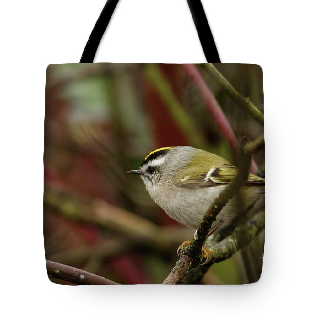 Kinglet Tote Bag featuring the photograph Golden Crowned Kinglet Male by Natural Focal Point Photography
