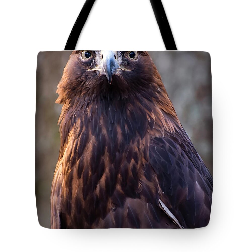 Eagle Pictures Tote Bag featuring the photograph Golden eagle 4 by Flees Photos