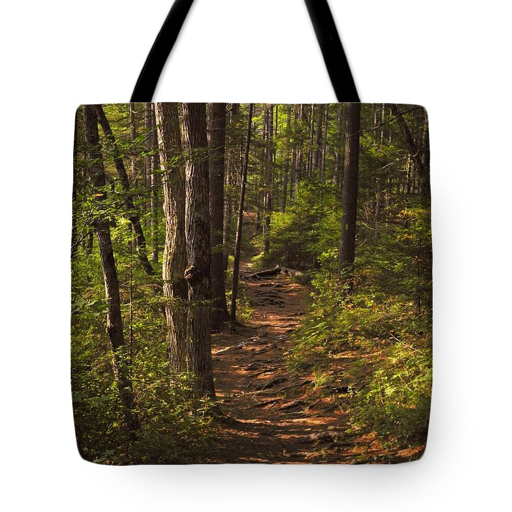 Landscape Tote Bag featuring the photograph Golden Hour on the Forest Path by Lynda Lehmann