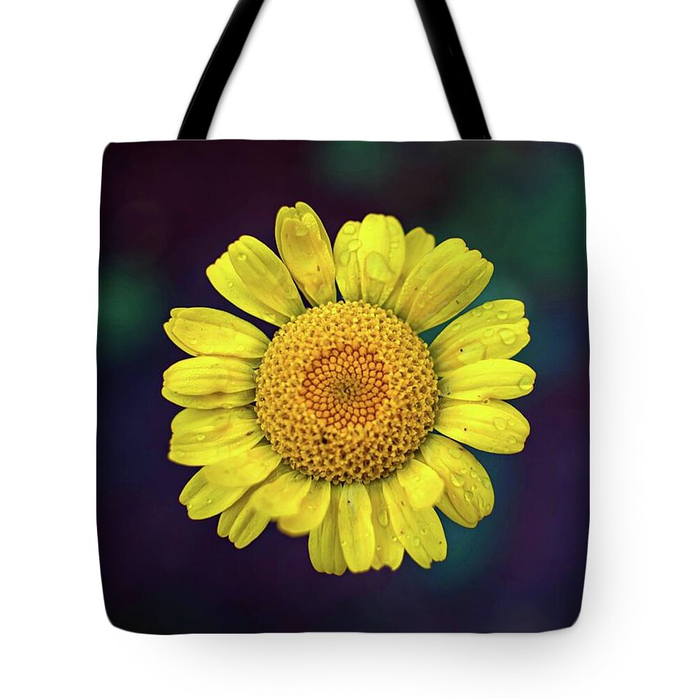 Summer Tote Bag featuring the photograph Golden Marguerite by Marisa Geraghty Photography