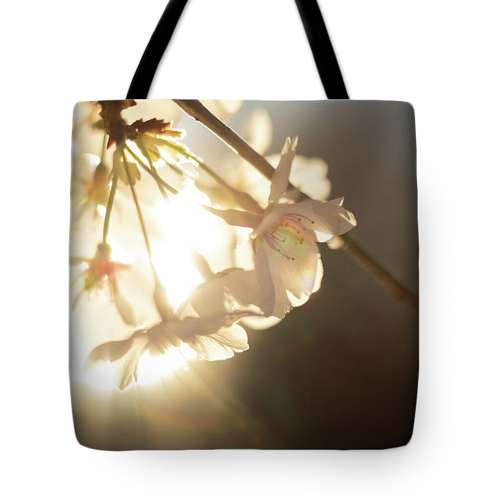 Cherry Blossom Tote Bag featuring the photograph Golden Spring Blossoms by Rachel Morrison