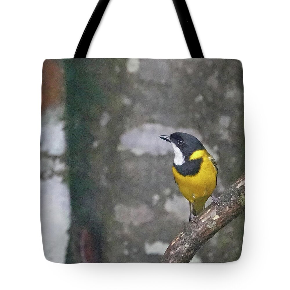 Animals Tote Bag featuring the photograph Golden Whistler Perched by Maryse Jansen