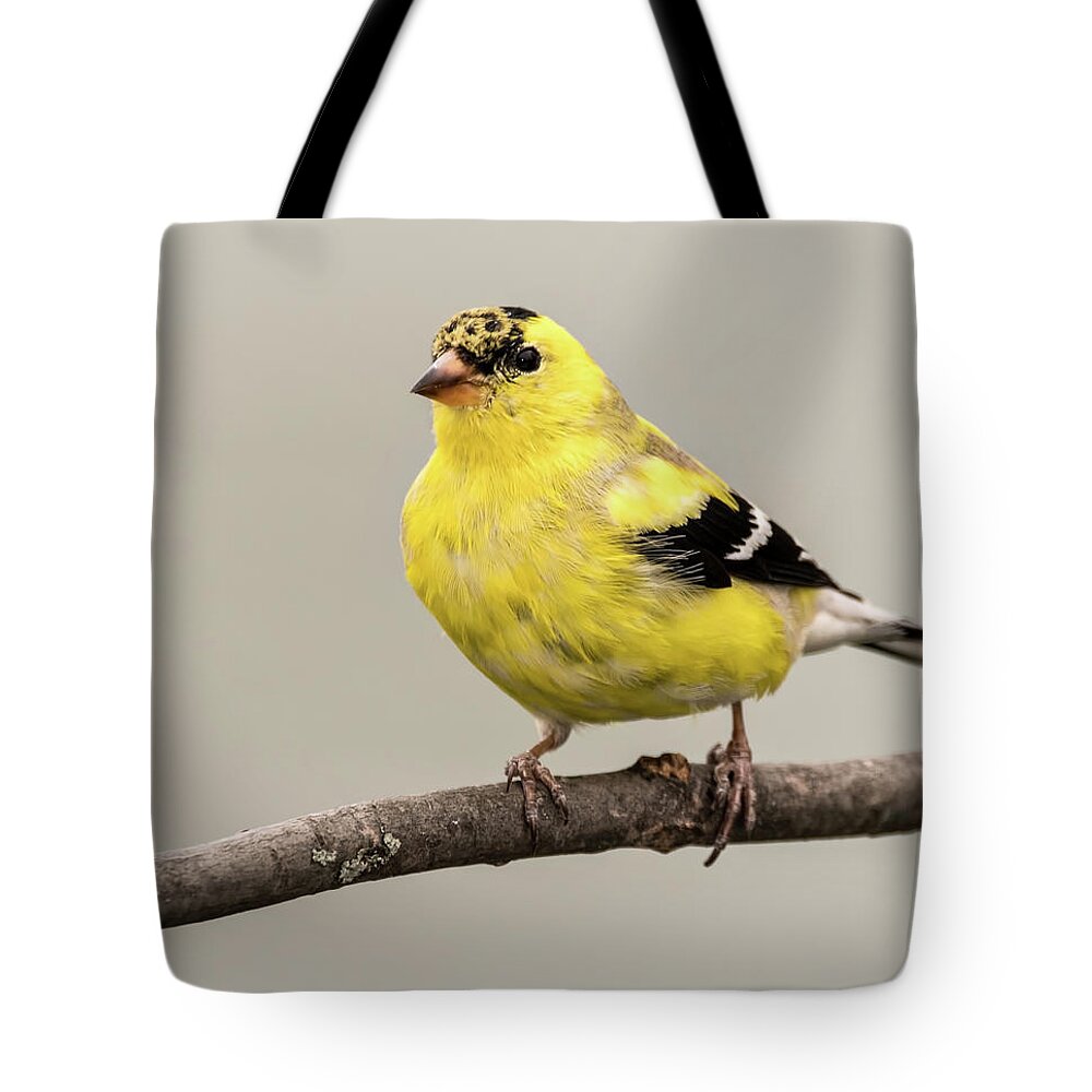 Goldfinch Tote Bag featuring the photograph Goldfinch by Jeffrey PERKINS