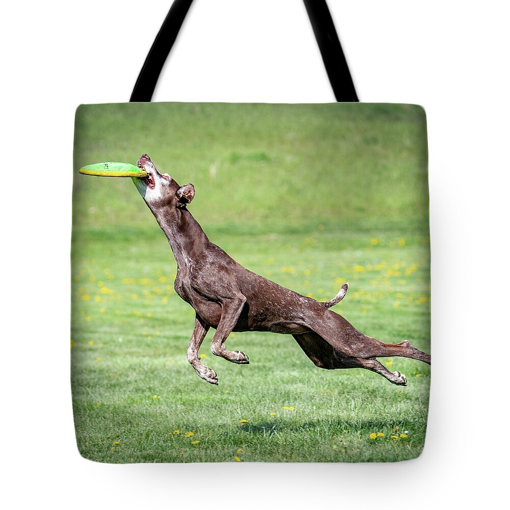 Dogs Tote Bag featuring the photograph Good dog - nailed it by Judi Dressler