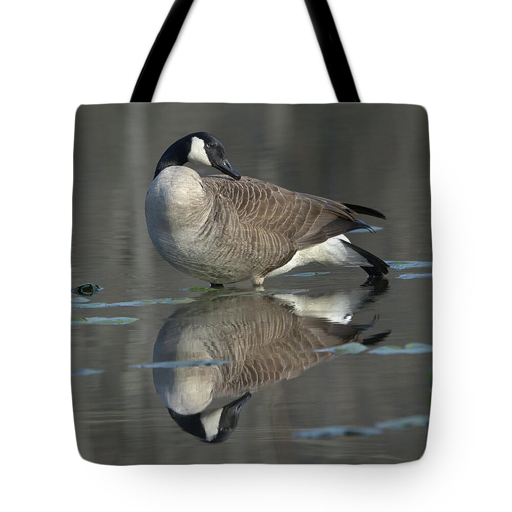 Birds Tote Bag featuring the photograph Goose and reflection by Paul Ross