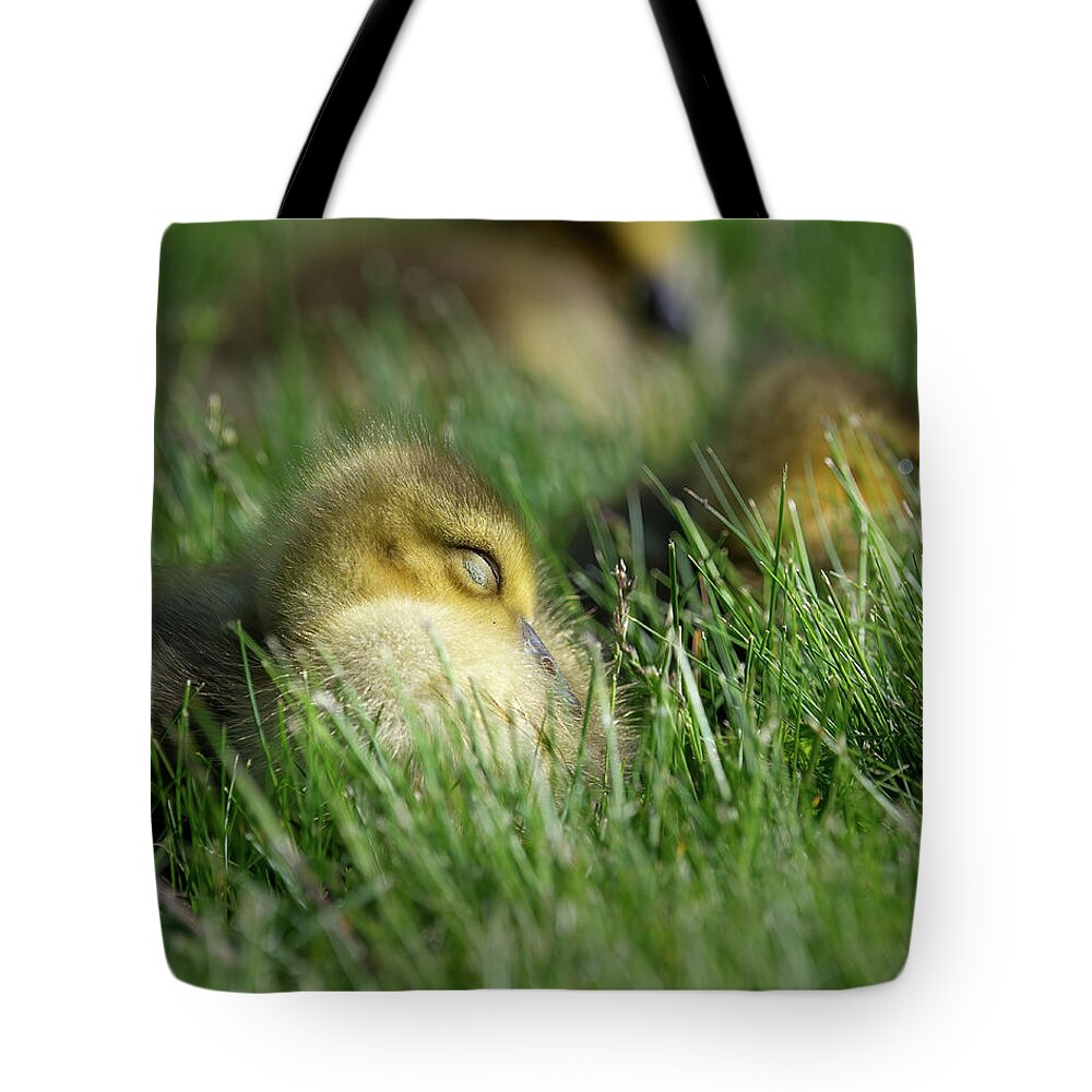 Gosling Tote Bag featuring the photograph Goose Chick Napping by Flinn Hackett