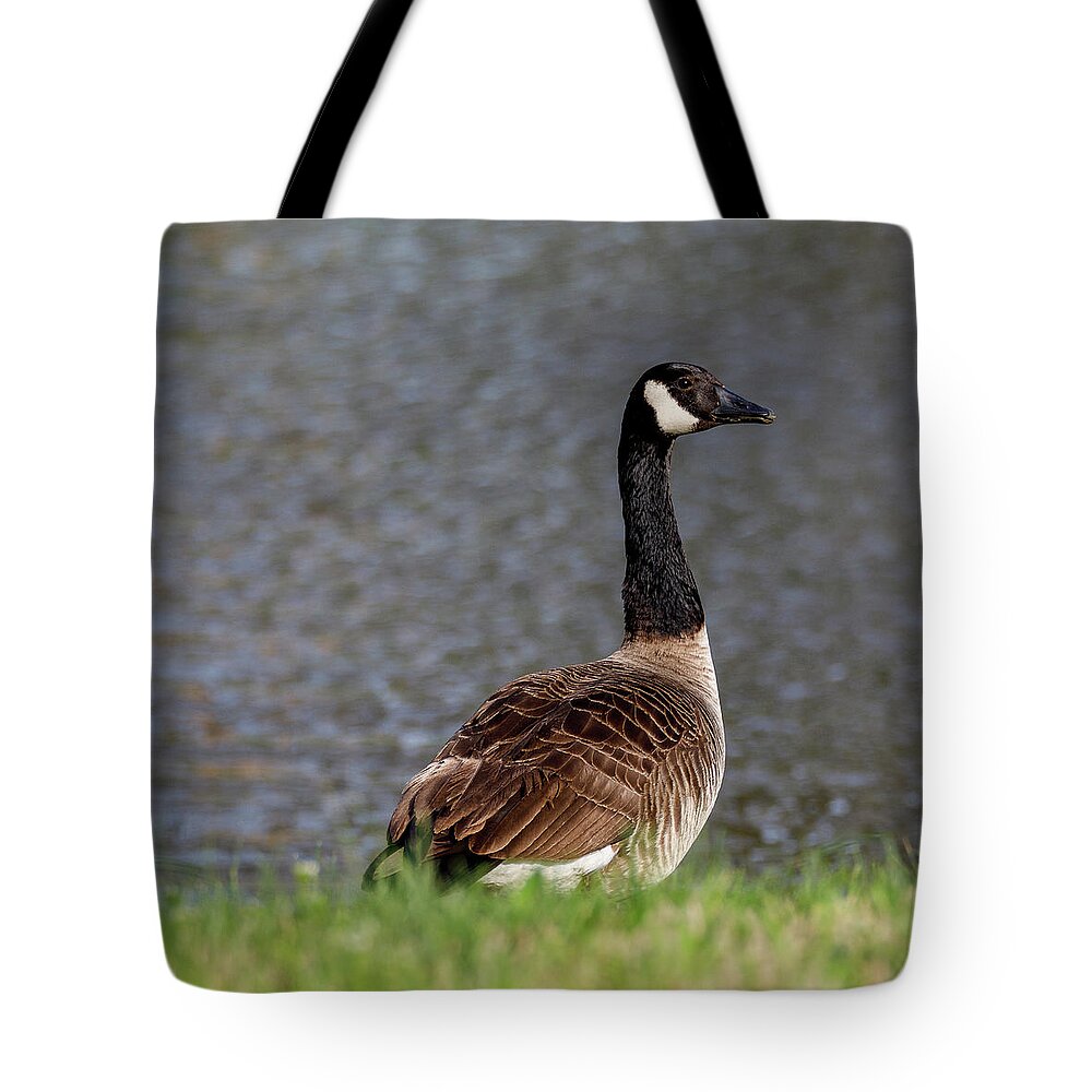 Birds Tote Bag featuring the photograph Goose by David Beechum