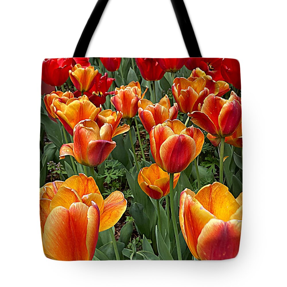 Flower Tote Bag featuring the photograph Grand Tulips by Lee Darnell