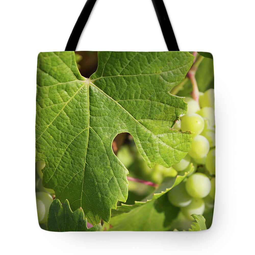 Grape Leaf Tote Bag featuring the photograph Grape leaf by Fabiano Di Paolo