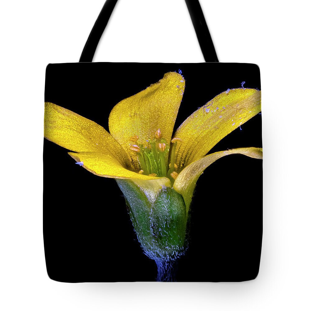 Wood Sorel Tote Bag featuring the photograph Wood Sorel Grass Flower 5 by Endre Balogh