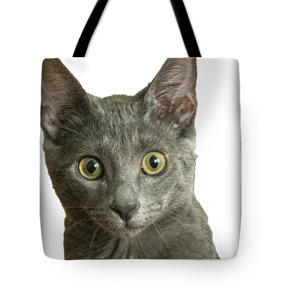 Cat Tote Bag featuring the photograph Gray Cat by Dart Humeston