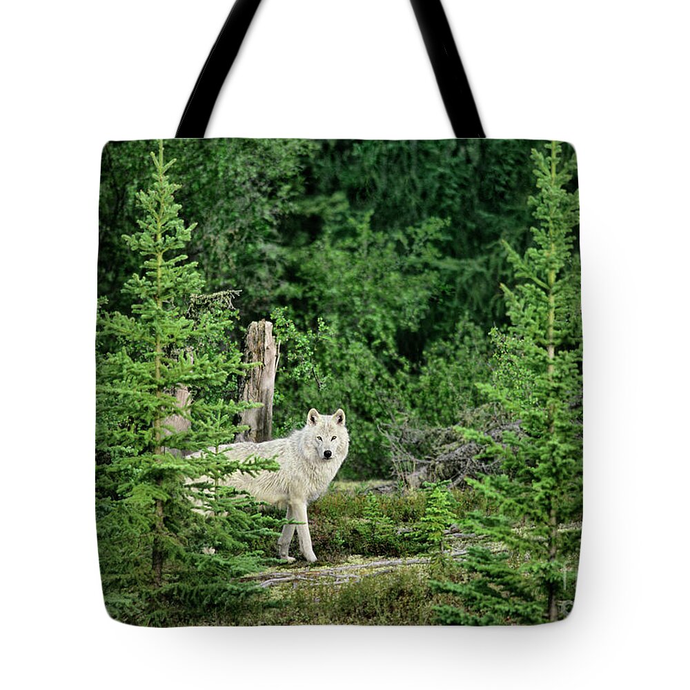 Davw Welling Tote Bag featuring the photograph Gray Wolf In Taiga Forest Northwest Territories Canada by Dave Welling