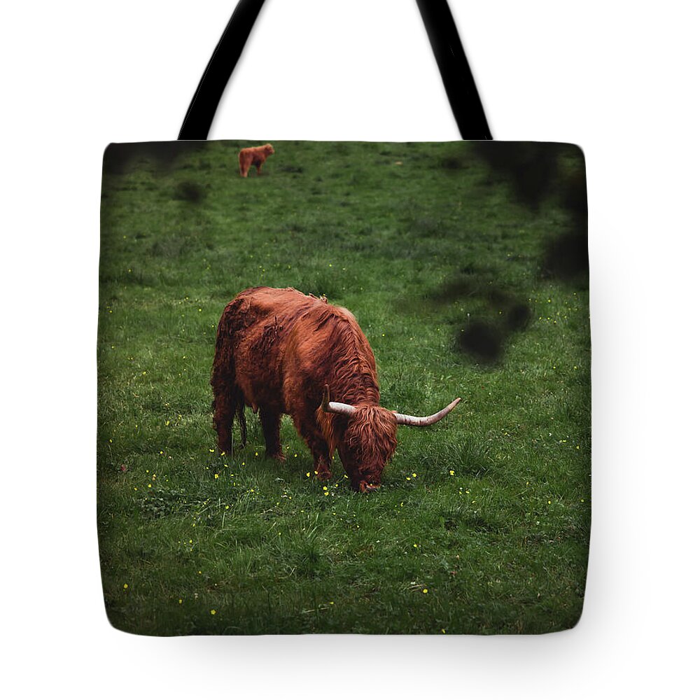 Highland Tote Bag featuring the photograph Grazing Highlander by Nicklas Gustafsson