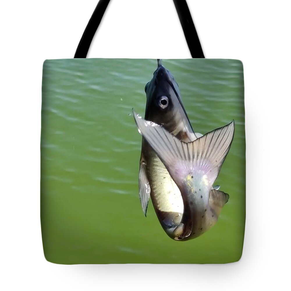 https://render.fineartamerica.com/images/rendered/default/tote-bag/images/artworkimages/medium/3/great-catch-chantelle-bush.jpg?&targetx=0&targety=-127&imagewidth=763&imageheight=1017&modelwidth=763&modelheight=763&backgroundcolor=72987F&orientation=0&producttype=totebag-18-18