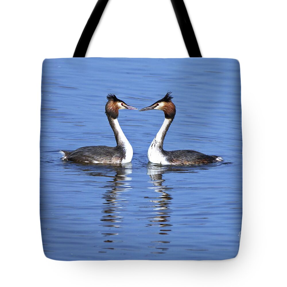 Birds Tote Bag featuring the photograph Great Crested Grebes by Stephen Melia