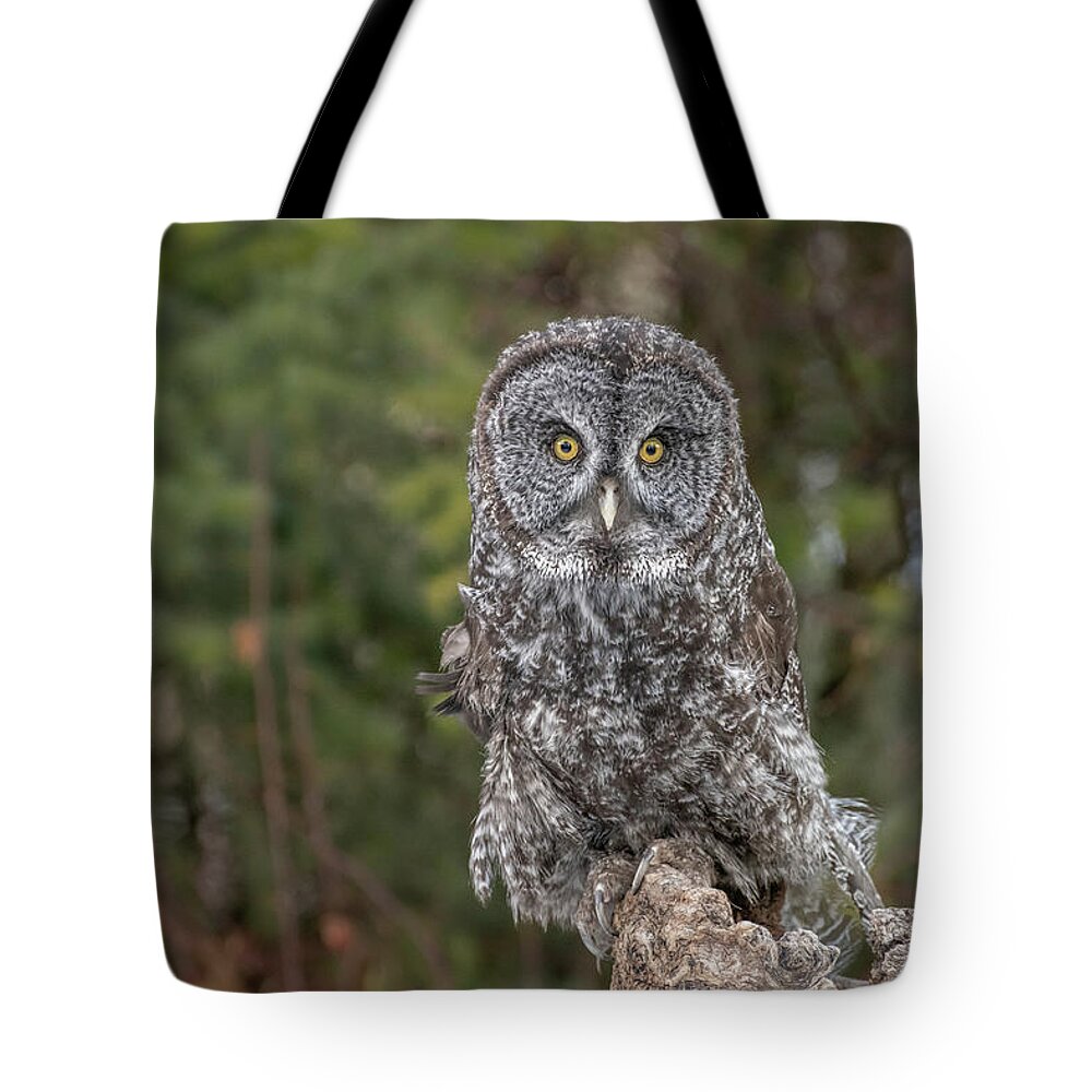 2020 Tote Bag featuring the photograph Great Gray Owl by Constance Puttkemery