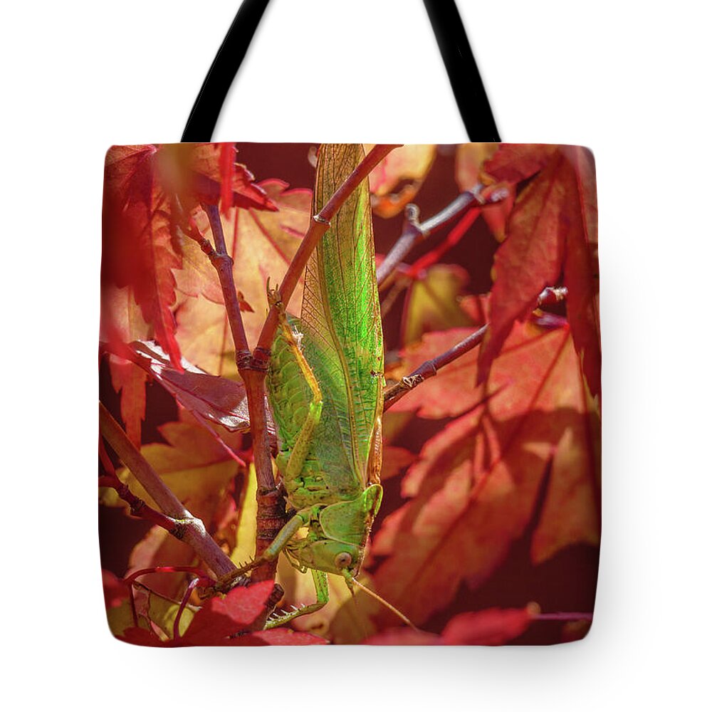Great Green Bush-cricket Tote Bag featuring the photograph Great green bush-cricket by Wim Lanclus