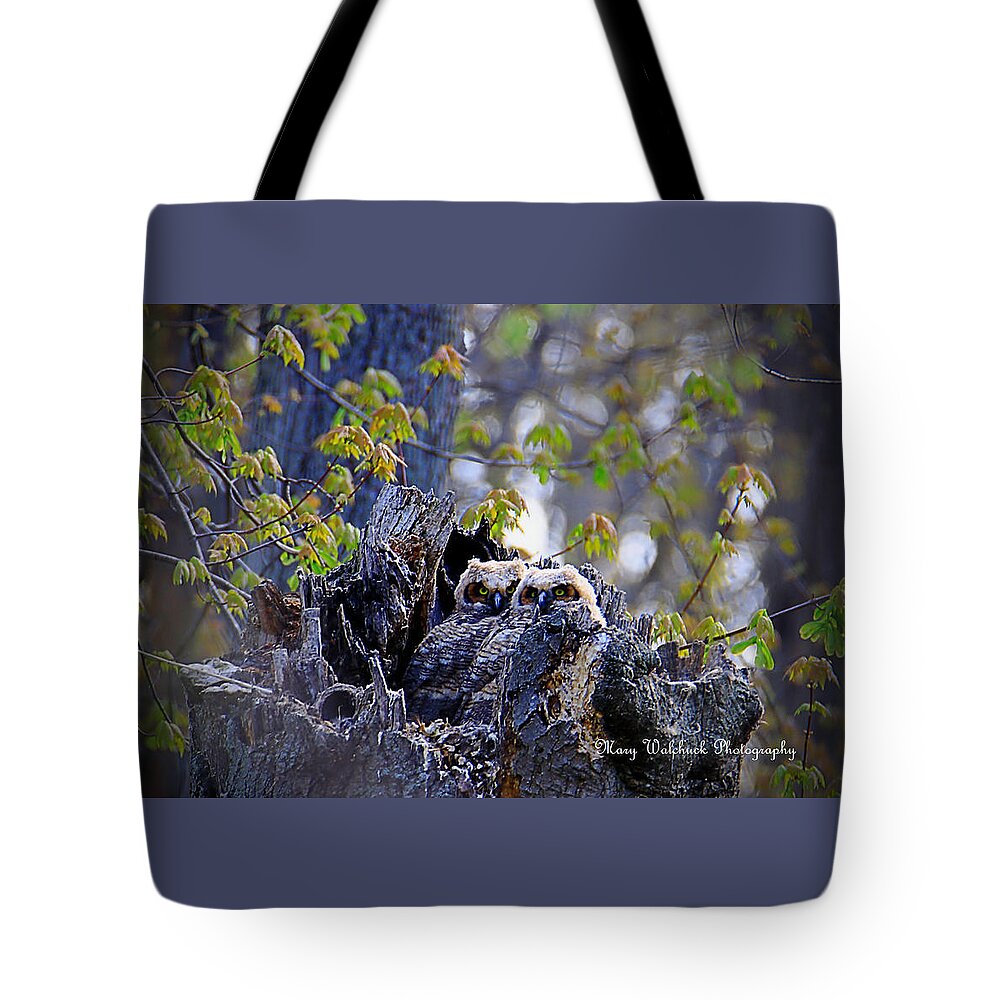 Owls Tote Bag featuring the photograph Great Horned Owlets by Mary Walchuck