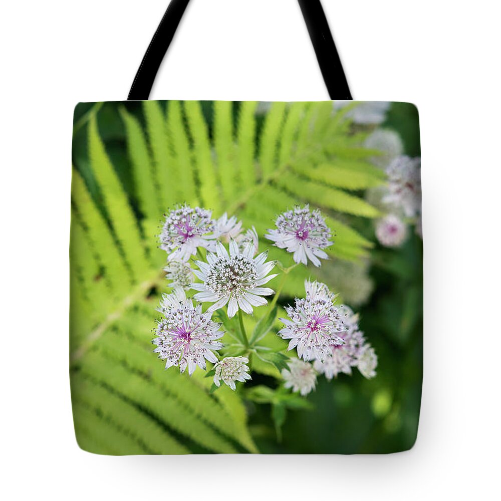 Astrantia Tote Bag featuring the photograph Great Masterwort by Tim Gainey