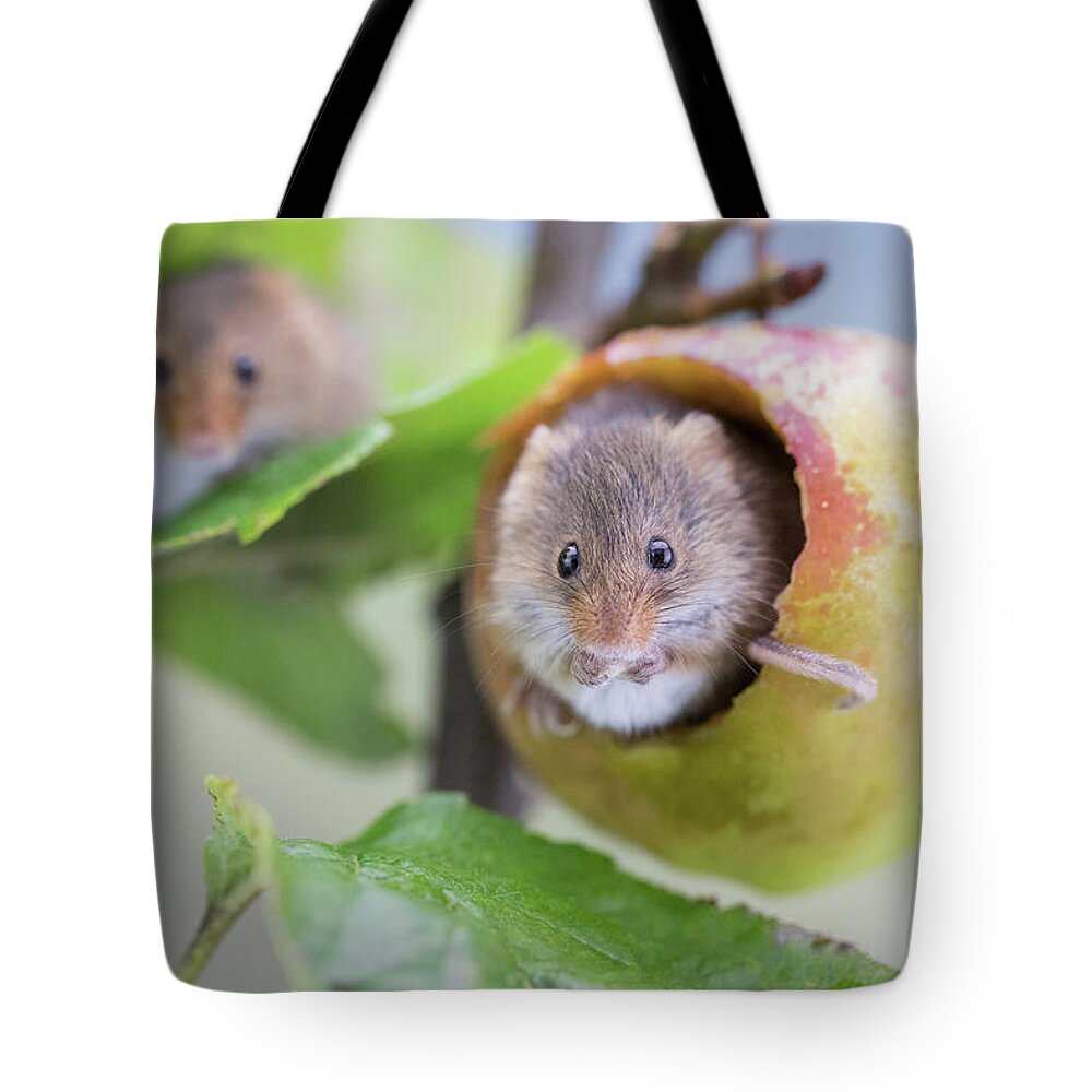 Apple Tote Bag featuring the photograph Green apple mouse by Erika Valkovicova
