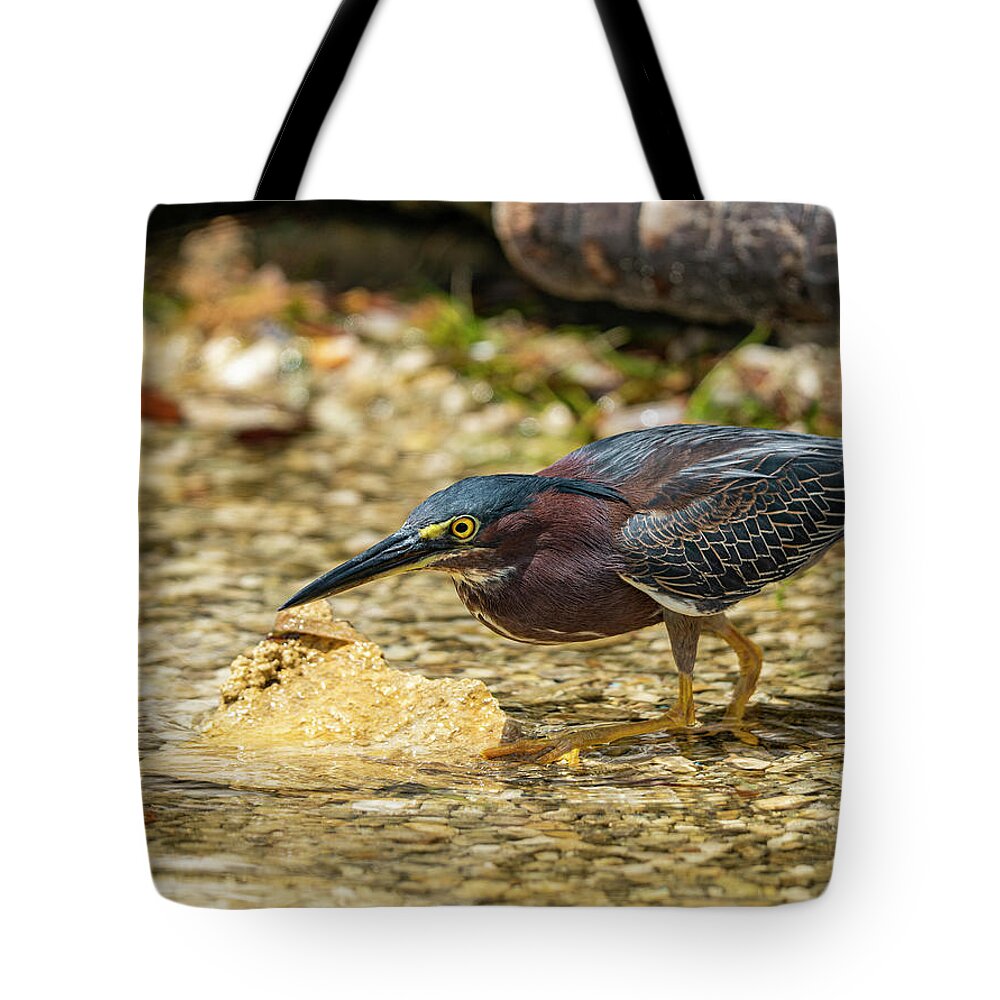 Camping Tote Bag featuring the photograph Green Heron by Todd Tucker