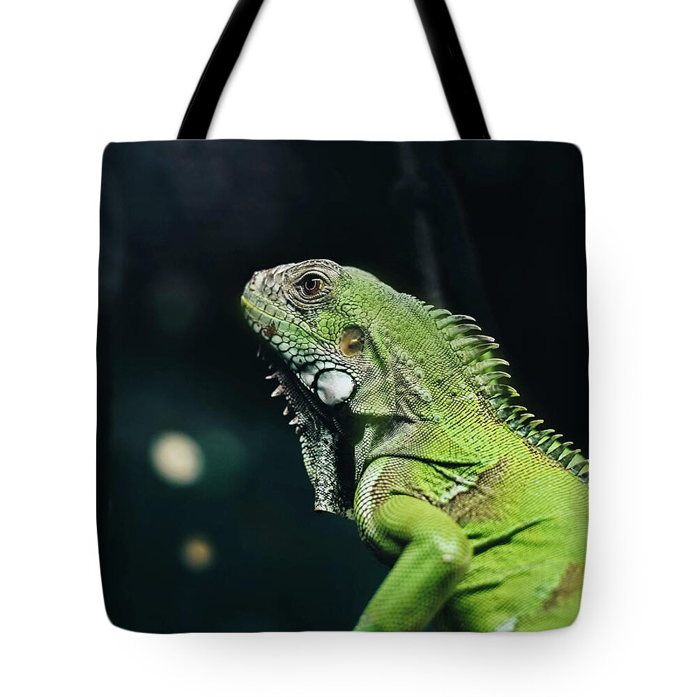 Green Iguana Portrait Tote Bag featuring the photograph Green Iguana Portrait by Sandi OReilly