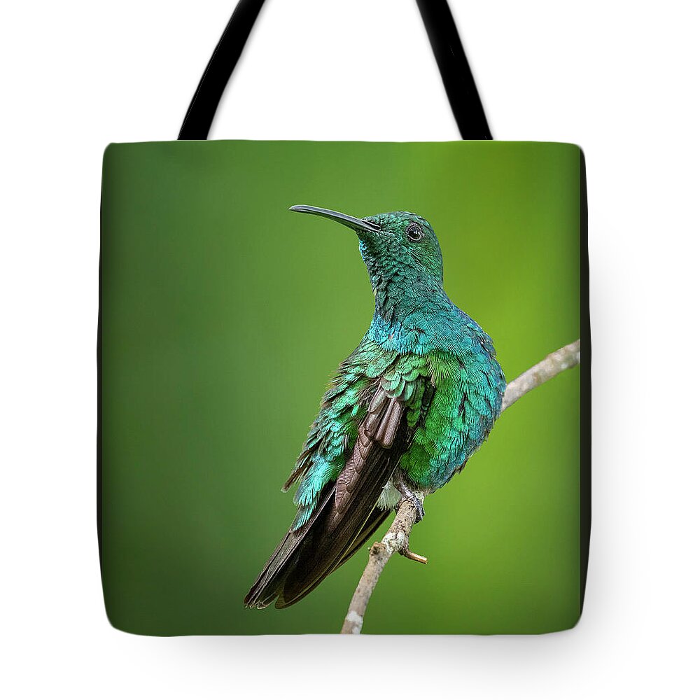 Hummingbird Tote Bag featuring the photograph Green Mango Hummingbird by Denise Saldana
