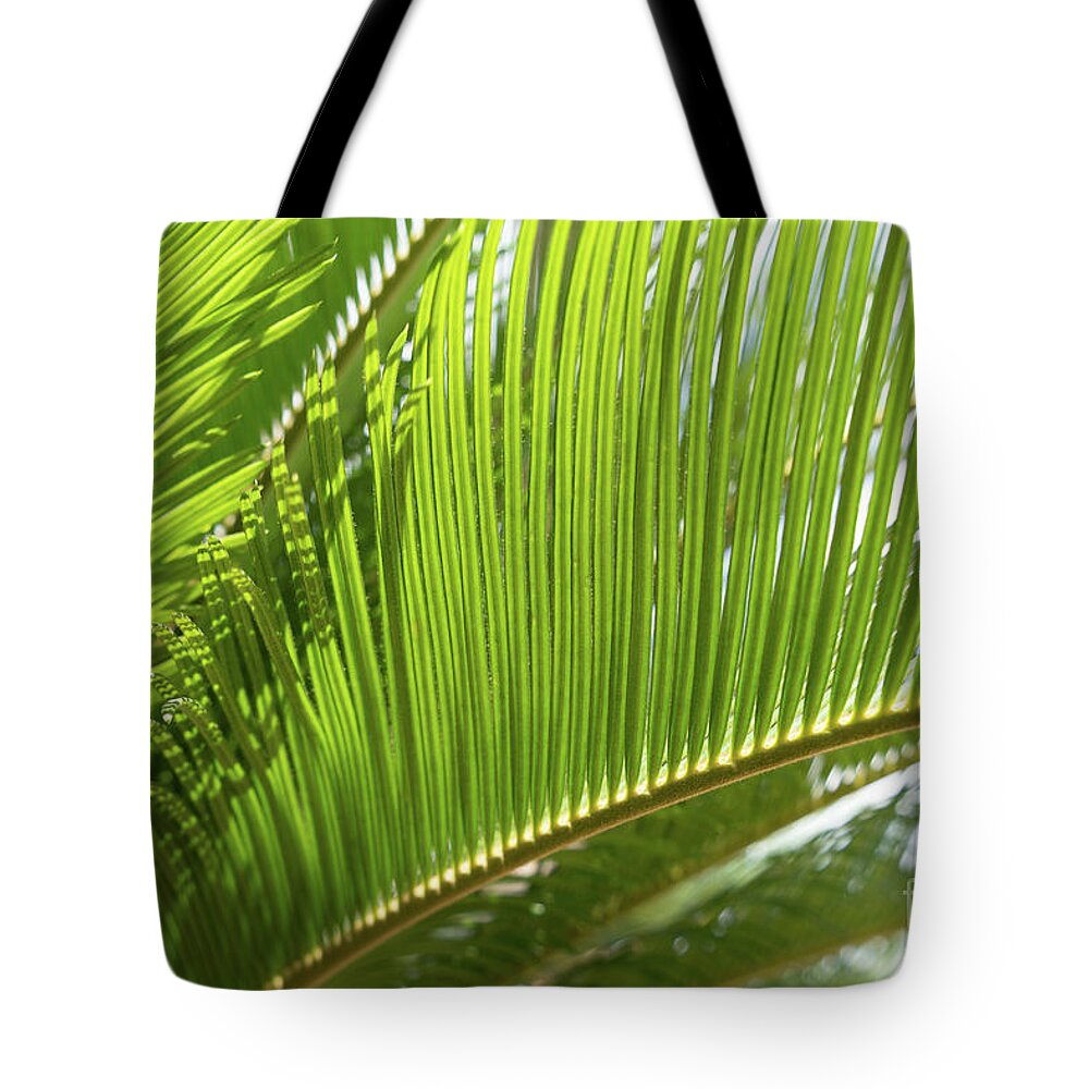 Palm Fern Tote Bag featuring the photograph Green palm fern and Mediterranean sunlight by Adriana Mueller