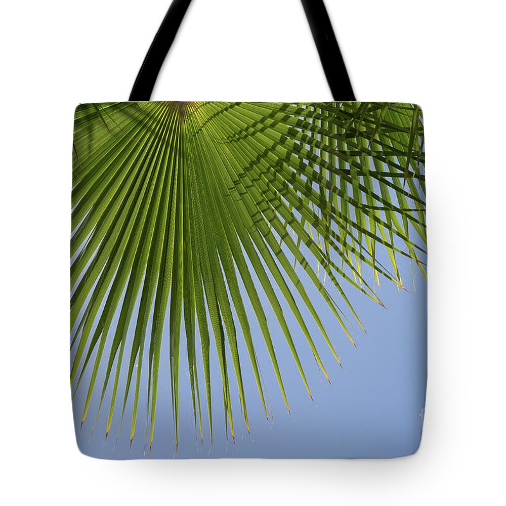 Palm Leaf Tote Bag featuring the photograph Green palm leaf and blue sky, summer season by Adriana Mueller