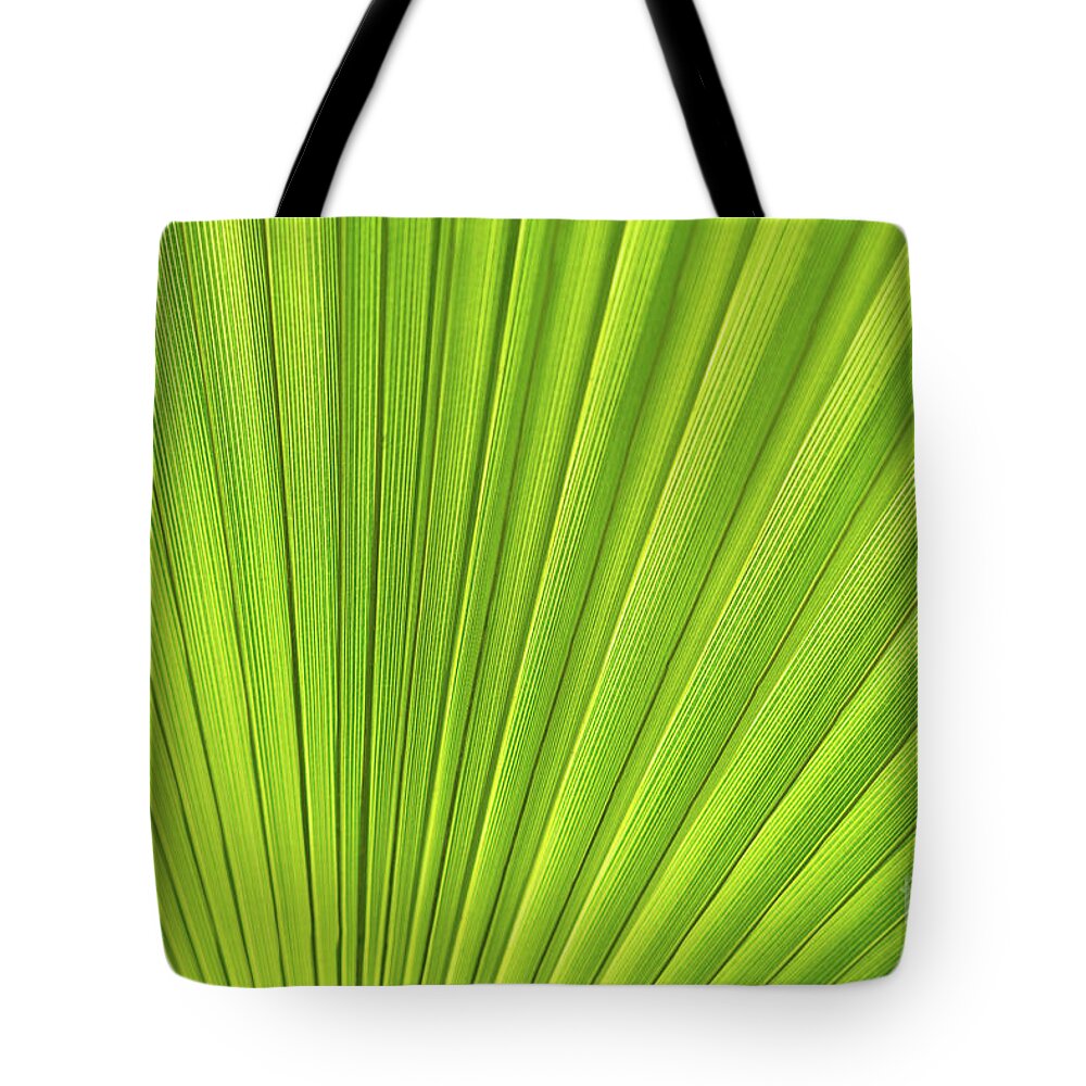 Palm Leaf Tote Bag featuring the photograph Green palm leaf and mediterranean sunlight by Adriana Mueller