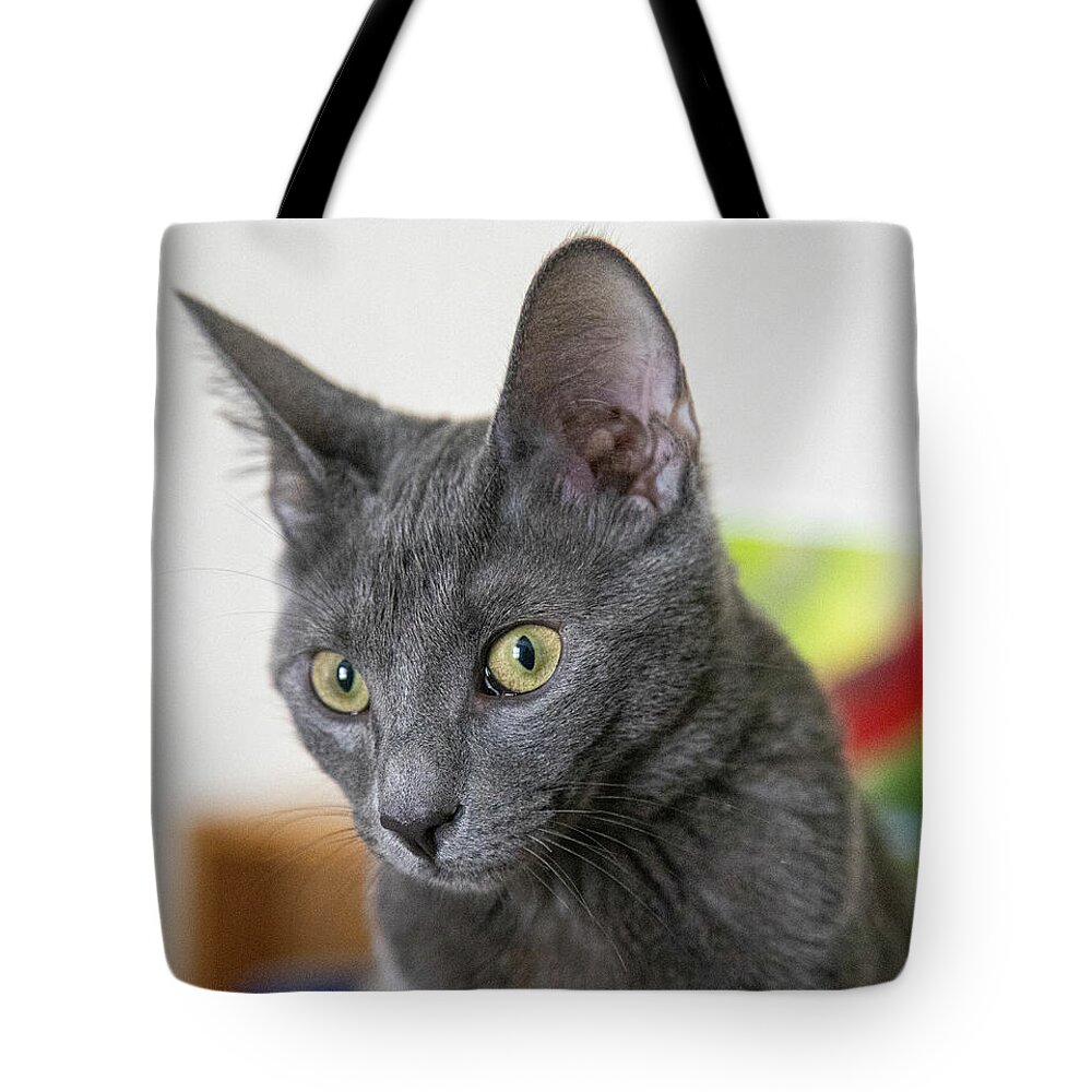 Cat Tote Bag featuring the photograph Grey Cat by Dart Humeston