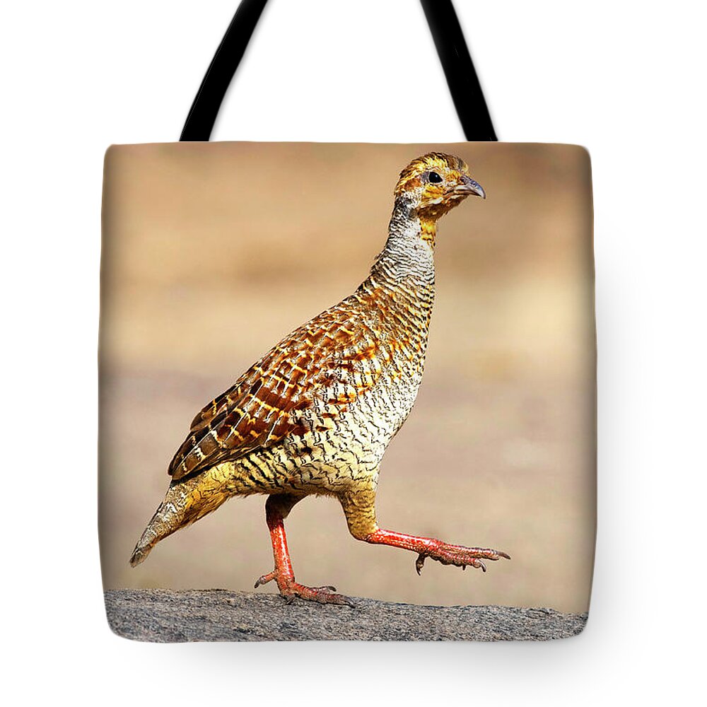 Grey francolin Bird Tote Bag by Ankur Moitra - Pixels