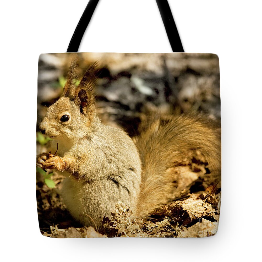Squirrel Tote Bag featuring the photograph Grey squirrel in forest by Irina Afonskaya