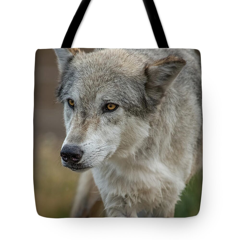 Grey Wolf Tote Bag featuring the photograph Grey Wolf Eyes by Yeates Photography