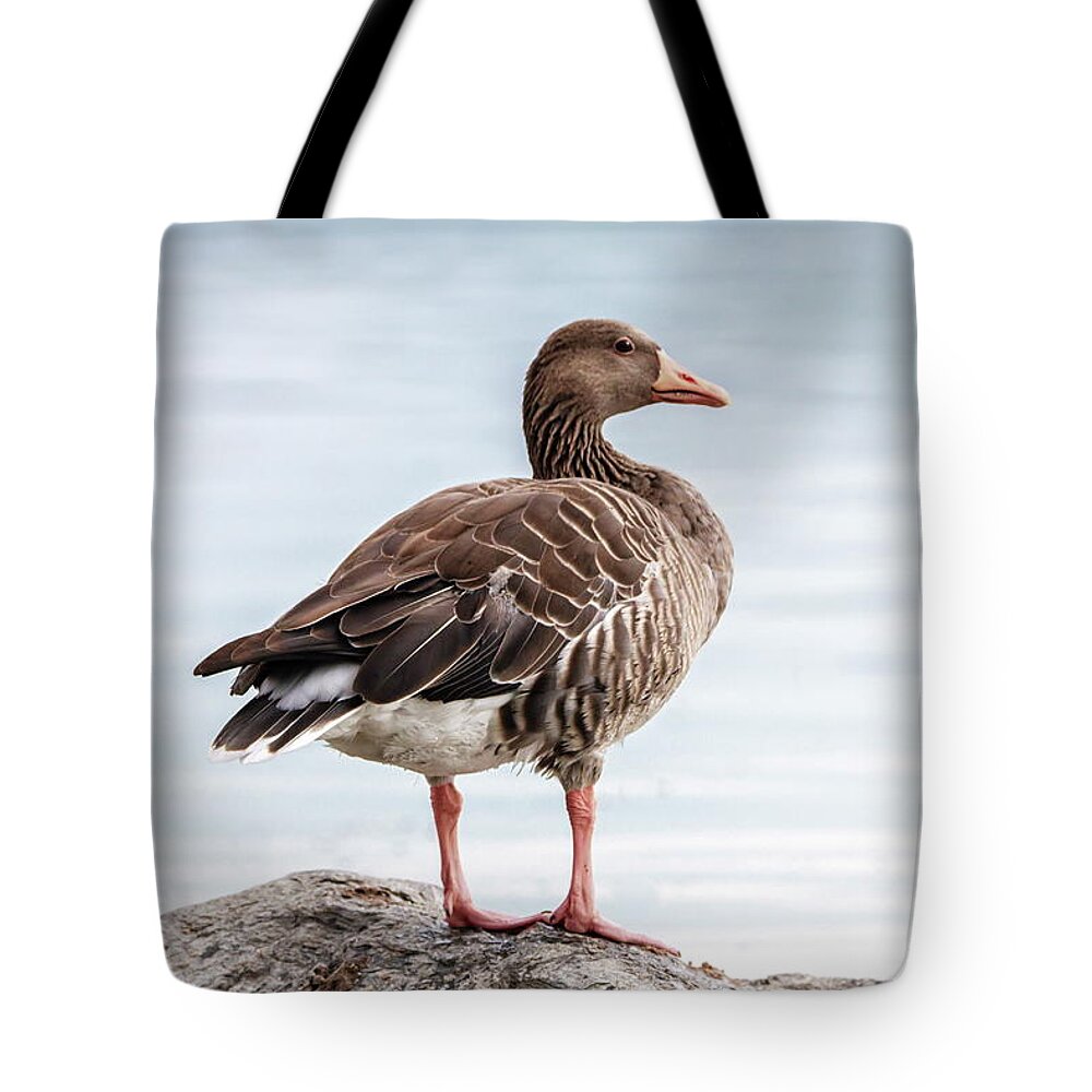 Greylag Tote Bag featuring the photograph Greylag goose, Anser Anser, standing on a rock by Elenarts - Elena Duvernay photo