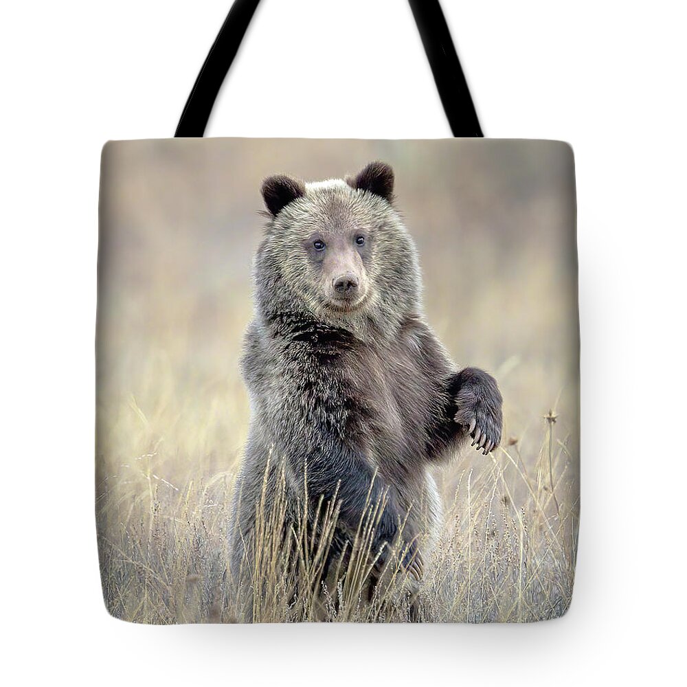 Grizzly Cub Tote Bag featuring the photograph Grizzly Bear Cub Standing by Jack Bell